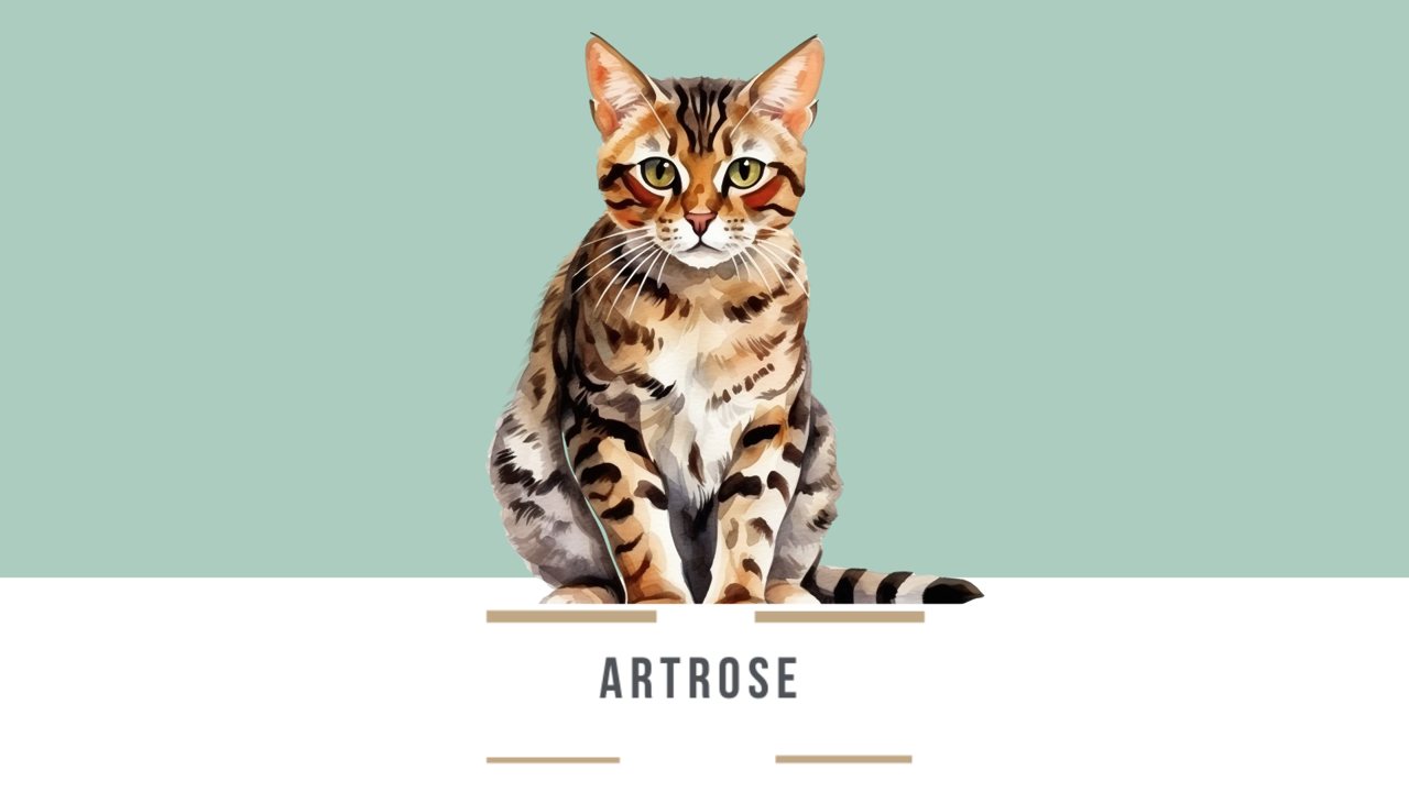Artrose: mais conforto para as articulações dos idosos