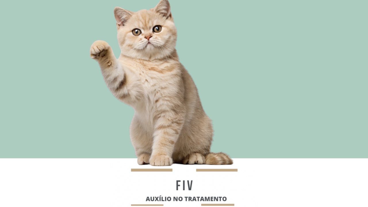 FIV: auxílio no tratamento de gatos com imunodeficiência