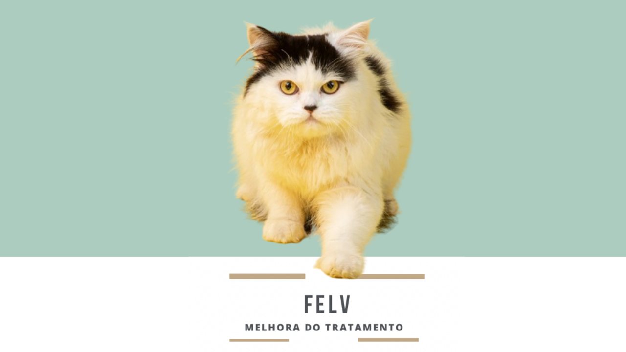 FeLV: como melhorar a resposta ao tratamento