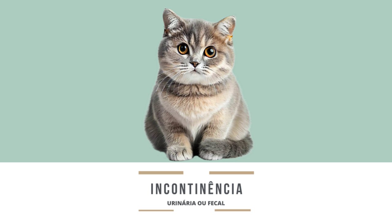 Incontinência urinária ou fecal: há caminhos para melhorar